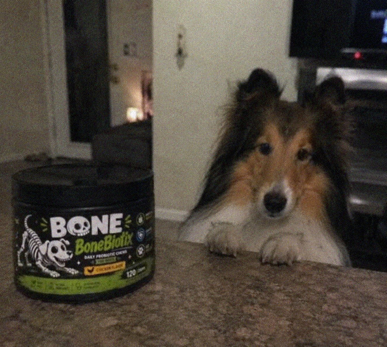 Sheltie with BoneBiotix jar