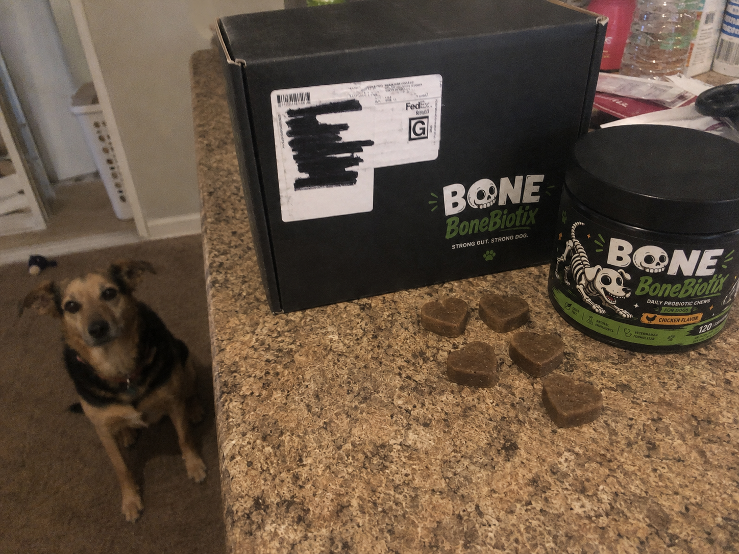 Dog with BoneBiotix box and treats